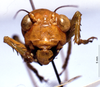 CollectionObject 1534686; MZPW 3225228, a23a347b-1ced-4582-a51d-46eadca0eb38: female, frontal view. (CollectionObject).