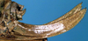 Gregoryella dimorpha Uvarov, 1925: female ovipositor (paratype). (Otu).