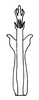 Aedeagus, posterior view: Male: aedeagus, posterior view. (Observation).