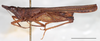 Cleostratus monocerus Stål, 1877: female, lateral habitus, Mount Makiling, UPLMNH, scale bar: 5 mm. (Otu).