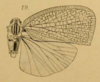 Habitus, dorsal view: !! display not done !! on Geisha distinctissima (Walker, 1858): (Observation).