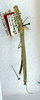 CollectionObject 1557517; 6e374b2c-5822-4b99-ba15-0119be8c3fcd: copyright ANSP. male (holotype). (CollectionObject).