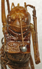 CollectionObject 1535214; a0d862bf-06ff-4826-9573-ddcfdcc33d39: female pronotum, dorsal view (lectotype). (CollectionObject).