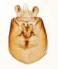 Pygofer, ventral view: !! display not done !! on Pissonotus melanurus Van Duzee, 1917: (Observation).