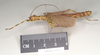 CollectionObject 1557222; NHMUK(SF IMPORT DUPLICATE) 845112, dfab928e-c74c-485d-b0ea-87ae5987a766: copyright Natural History Museum, London. female, lateral view of synonym Perlamorphus hieroglyphicus (syntype). (CollectionObject).