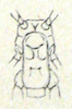 Ichthyotettix mexicanus (Saussure, 1859): Pl. II, 13a. sternal plate of male. (Otu).