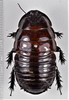 CollectionObject 1618725; 5855cada-d664-4078-bb3a-93b4b6b62cb4: (CollectionObject).