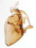 Pygofer, lateral view on Falcotoya crawfordi (Muir & Giffard, 1924): (Observation).