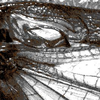 CollectionObject 1507302; 5450f2a9-7239-4287-9afe-78ca29697dcc: male mirror (holotype). (CollectionObject).