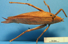 CollectionObject 1538289; 35c1efdf-0695-4d61-a4ba-31313f507ed2: female, dorsal view (holotype). (CollectionObject).