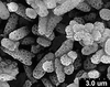 Brochosomes on Cuerna arida Oman & Beamer, 1944: CR172 | U.S.A., California, Indio, Pine Flats Camp. | 7/12/1941 | KSEM. (Observation).
