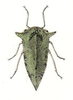 Habitus, dorsal view: !! display not done !! on Heliria acclivata (Emmons, 1855): (Observation).