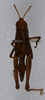 CollectionObject 1518438; d37d5e23-54c5-4b16-a6f8-54224030b649: female, dorsal view (syntype). (CollectionObject).