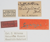 CollectionObject 1576828; e0f7d25f-a95f-48c0-aea3-b8c3712cc592: labels (syntype). (CollectionObject).