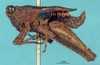 CollectionObject 1575736; 9e878cbf-1809-4b8c-913f-8c37f996ba1c, NHMUK10924461: male, lateral view (syntype). (CollectionObject).