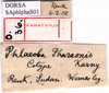 CollectionObject 1530789; 1ee13b72-a751-46a4-b582-0317950b447f: labels (paratype of Phlaeoba pharaonis). (CollectionObject).