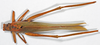 CollectionObject 1532157; NMW 6660, 97a52c45-8ea6-437f-96fd-f6c308fcc47e: 2014. male, dorsall view (holotype). (CollectionObject).