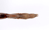 CollectionObject 1590105; c8f24c47-8db4-4711-8190-c14730686da6: copyright MNHN, Paris. female: end of abdomen, dorsal view (holotype). (CollectionObject).
