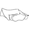 Pygofer, lateral view: Pygofer, lateral view. (Observation).