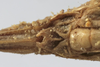 CollectionObject 1589669; b86cc67c-6595-4c42-8d0b-1ecdc7fa848b: female subgenital plate. (CollectionObject).