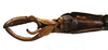 CollectionObject 1563976; 411429b1-33c4-4c19-96ec-deefb4e0c3ec: copyright J. Bresseel. male: end of abdomen, ventral view (holotype). (CollectionObject).