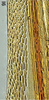 Ovipositor on Bretega orbiverpa Stiller, 2017: Valvula I, medially. (Observation).