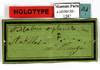 CollectionObject 1587303; MNHN(SF IMPORT DUPLICATE) MNHN-EP-EP1267, bde29d0f-fa9b-46fd-891a-6edc5374b0bf: CC BY-NC-ND 4.0/MNHN - Depraetere Marion - 2014. Holotype, female, of deplanatus Saussure, 1864. Specimen number: MNHN-EP-EP1267. http://coldb.mnhn.fr/catalognumber/mnhn/ep/ep1267. (CollectionObject).