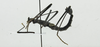CollectionObject 1563907; bc931f13-3f16-48fe-81d5-451e33606c4c: Copyright Instituto de Ciencias Naturales (ICN). male, lateral view (holotype). (CollectionObject).