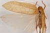CollectionObject 1534704; 8b31a34b-4a98-4718-8c41-0cedc9f3cd92: female, dorsal view (syntype of Mataeus orientalis). (CollectionObject).
