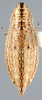 Habitus, dorsal view: !! display not done !! on Clorindaia cyphora Blocker & Fang, 1992: Clorindaia cyphora, dorsally (INHS). (Observation).