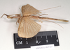 CollectionObject 1559831; 4a58a49b-04df-4116-aef9-da8ea364f0ae: copyright Natural History Museum, London. male, lateral view (paralectotype). (CollectionObject).