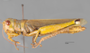 CollectionObject 1575506; da8dfd67-c00a-460b-a2b7-75d955d4e38d: female, lateral view. (CollectionObject).