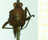 CollectionObject 1572894; 49ee8da5-af80-43e0-9aa3-a6096250dd41: female, frontal view (paralectotype). (CollectionObject).