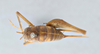 CollectionObject 2741435; 7e496c99-7456-4d7e-9d9c-ce1484f3c06a, CNCI 311946: Ceuthophilus palmeri. Dorsal view. (CollectionObject).