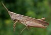 Eutryxalis filata (Walker, 1870): female. (Otu).