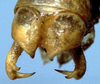 CollectionObject 1531606; NMW 6991, cb984fdc-8eca-4f25-8b5a-d85c179f72a1: male cerci (holotype). (CollectionObject).