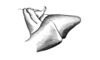 Dichromatos schrottkyi (Rehn, 1918): Fig. 7P. male abdomen tip, lateral view. (Otu).