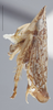 Habitus, lateral view: !! display not done !! on Dicyphonia ornata (Baker, 1900): Lateral. Adult. (Observation).