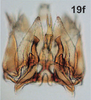 Subgenital plate, ventral view on Bretega furciverpa Stiller, 2017: Pygofer ventral appendages, ventral view. (Observation).