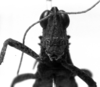 CollectionObject 1506192; 800f0ec6-ab4e-4623-861a-4e9c69c5874d: Image Carbonell, C.S. male frons (holotype). (CollectionObject).