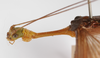 CollectionObject 1560612; f0c30491-3959-4ce1-a84b-b84f0a27f783: copyright ZMB, Berlin. male: head and thorax, lateral view (syntype). (CollectionObject).
