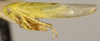 Habitus, lateral view: Balclutha punctata, laterally (INHS). (Observation).
