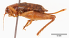 CollectionObject 1585750; 91730502-62e7-4c9a-8d27-fa79d894eea1: female, lateral view (allotype). (CollectionObject).