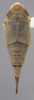 Habitus, dorsal view on Athysanella (Athysanella) strobila Blocker, 1988: Dorsal - Female. (Observation).