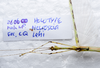 CollectionObject 1576207; a1b68944-9fec-429d-be5f-407db18380ec: copyright ZRC, Singapore. male: head & thorax, dorsal view (holotype). (CollectionObject).