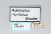 CollectionObject 2869233; CNCI 1013574, beb3d203-549b-4009-83b0-a04c5639c37a: Asemoplus montanus. (CollectionObject).