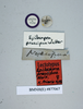 Rhabdoblatta praecipua (Walker, 1868): Copyright NHM, London. Lectotype female of synonym Epilampra praecipua, data labels. (Otu).