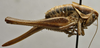 CollectionObject 1535995; cf0adb2d-8824-4932-a08b-3839d183e959: female, lateral view (syntype). (CollectionObject).