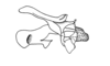 Jivarus americanus Giglio-Tos, 1898: endophallic plates (basal and apical valves of aedeagus) and cingulum, lateral view. (Otu).