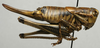 CollectionObject 1564720; 5bf3ae56-1df1-4e37-9ee8-eefa651d9804: female, lateral view (paratype). (CollectionObject).